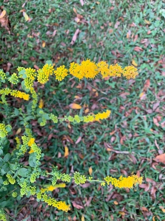 Elm-leaf goldenrod