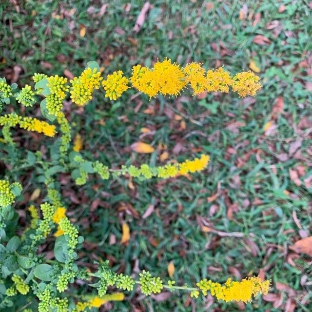 Solidago ulmifolia — flower