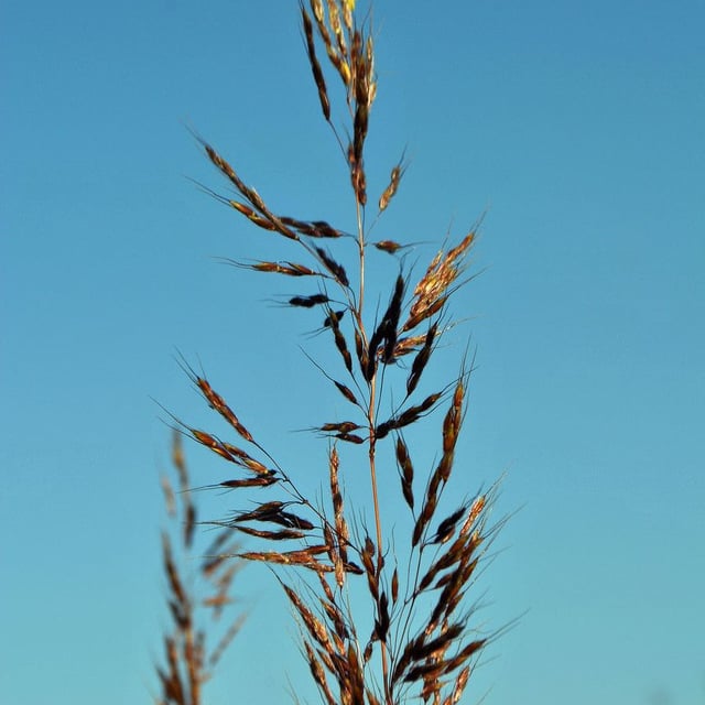 Sorghastrum nutans — flower