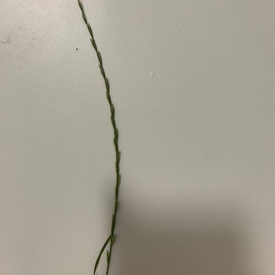 Festuca lachenalii — flower