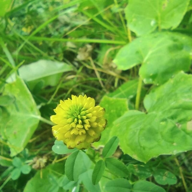Trifolium badium — flower