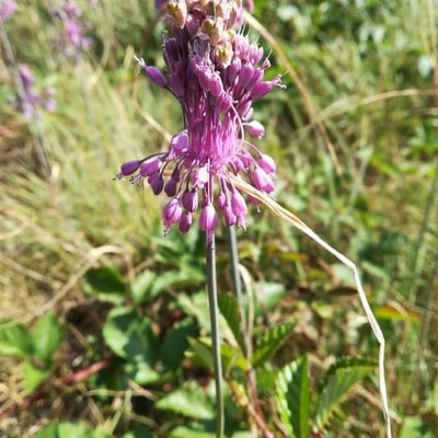 Allium carinatum — flower