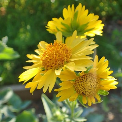 Verbesina encelioides — flower