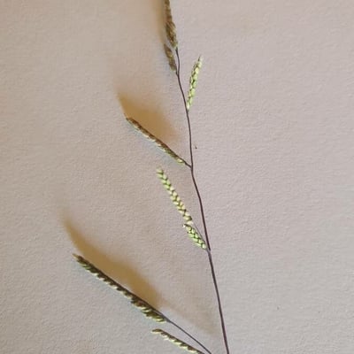 Ehrharta erecta — flower