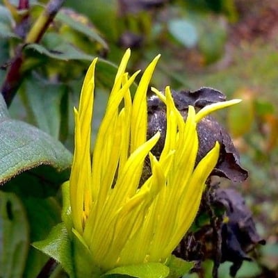 Inula helenium — flower