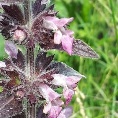 Stachys alpina — flower