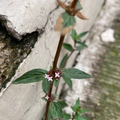 Spermacoce remota — flower