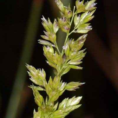 Sphenopholis obtusata — flower
