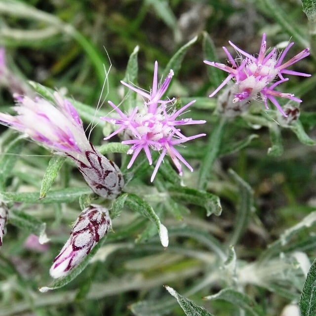 Staehelina dubia — flower