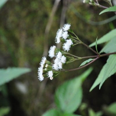 Ageratina riparia — flower