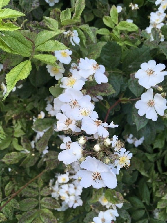 Japanese rose