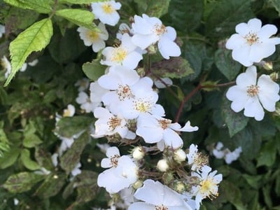 Japanese rose