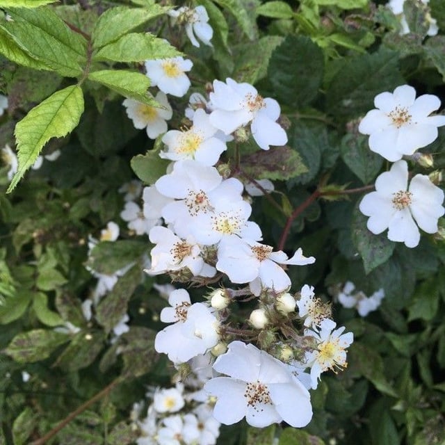 Rosa multiflora — flower