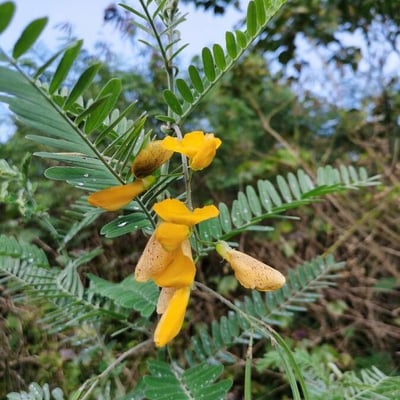 Sesbania sesban — flower