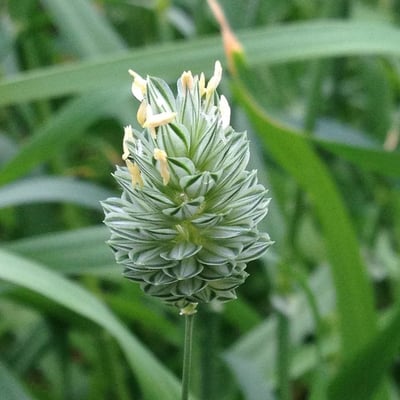 Phalaris canariensis — flower