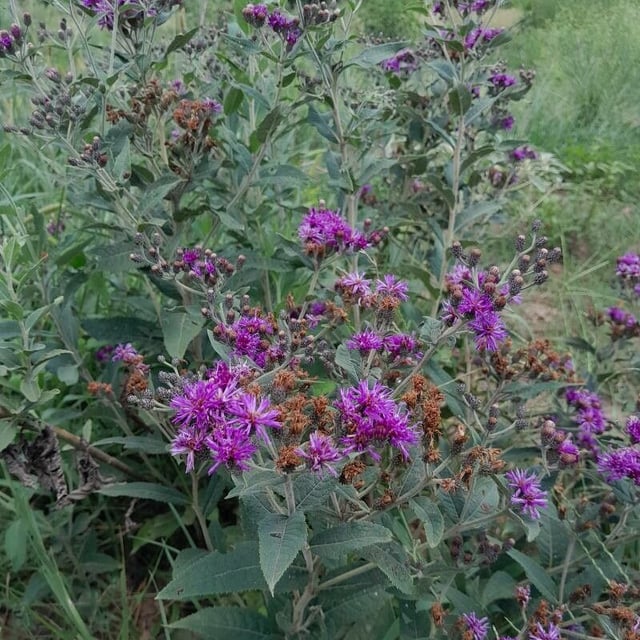 Vernonia baldwinii — flower