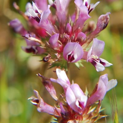 Trifolium willdenovii — flower