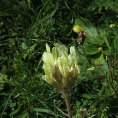 Oxytropis campestris — flower