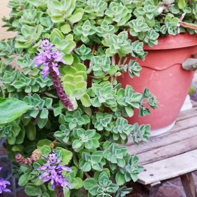 Plectranthus amboinicus — flower