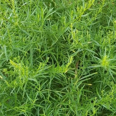 Artemisia dracunculus — flower