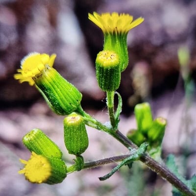 Senecio lividus — flower
