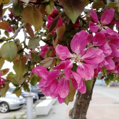 Malus domestica — flower