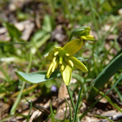 Gagea lutea — flower