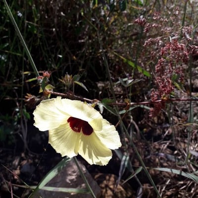 Hibiscus surattensis — flower