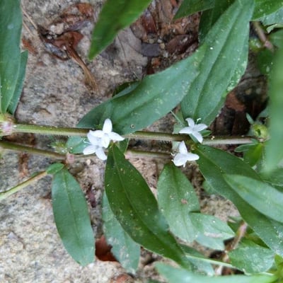 Diodia virginiana — flower