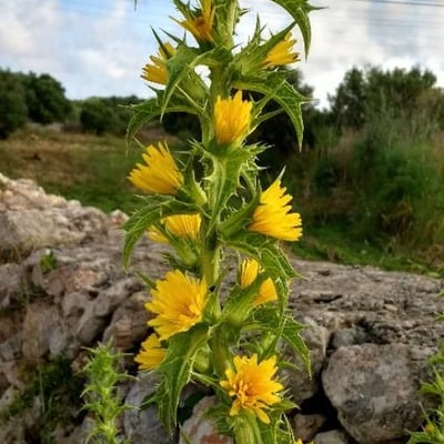 Scolymus hispanicus — flower