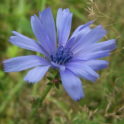 Cichorium intybus — flower