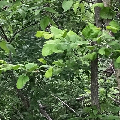Crataegus mollis — leaf
