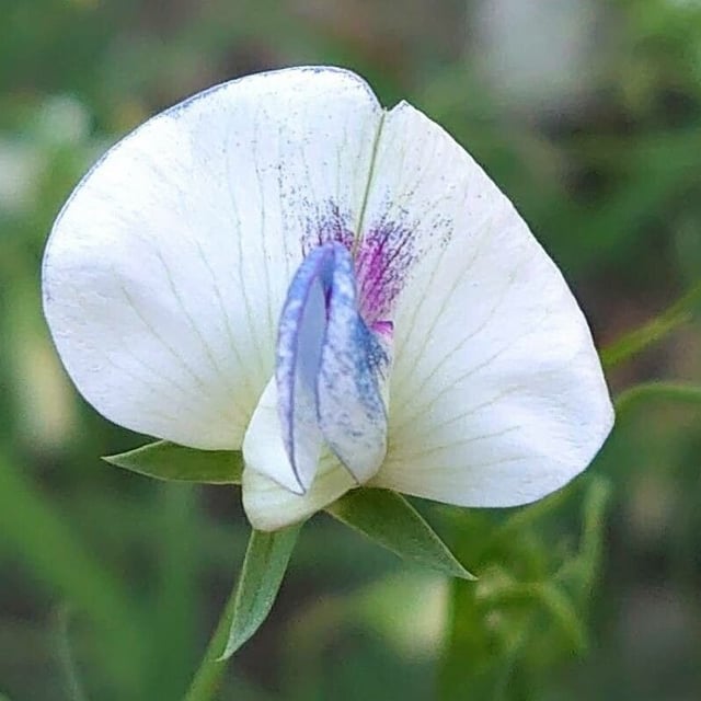 Lathyrus sativus — flower