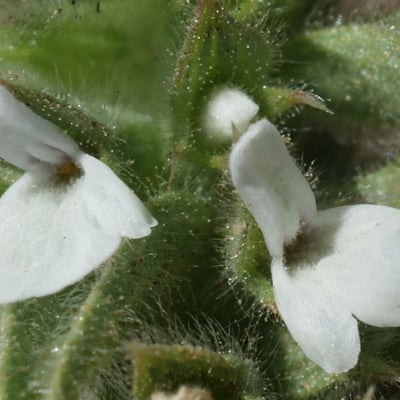Sideritis romana — flower