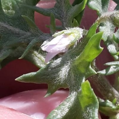 Solanum triflorum — flower