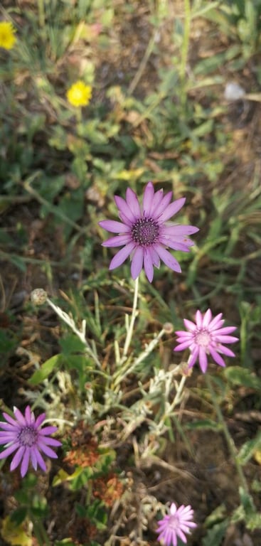 Immortelle
