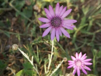 Immortelle