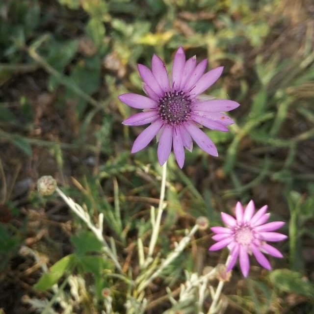 Immortelle