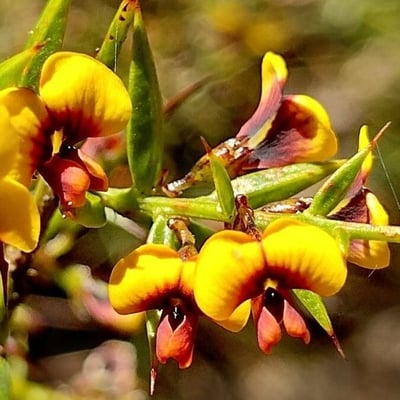 Daviesia ulicifolia — flower