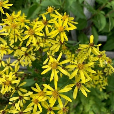Senecio sarracenicus — flower