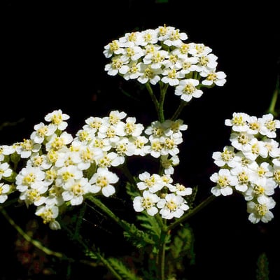 Achillea collina — flower