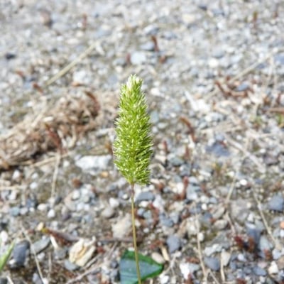 Rostraria cristata — flower
