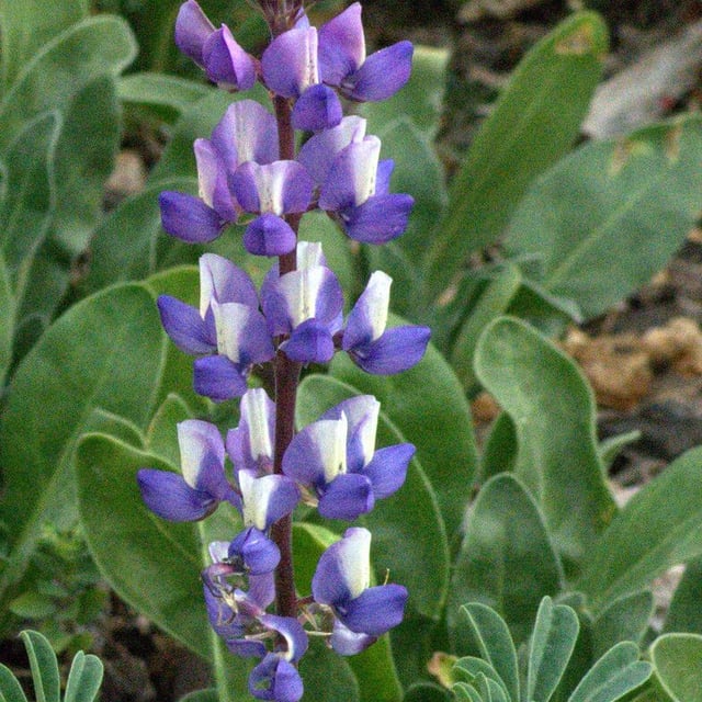 Lupinus succulentus — flower