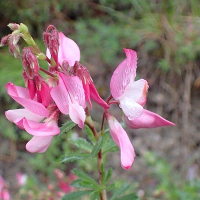 Ononis fruticosa — flower