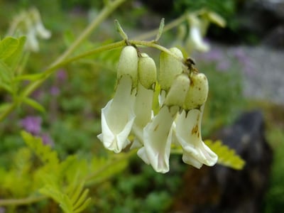 Membranous milk-vetch