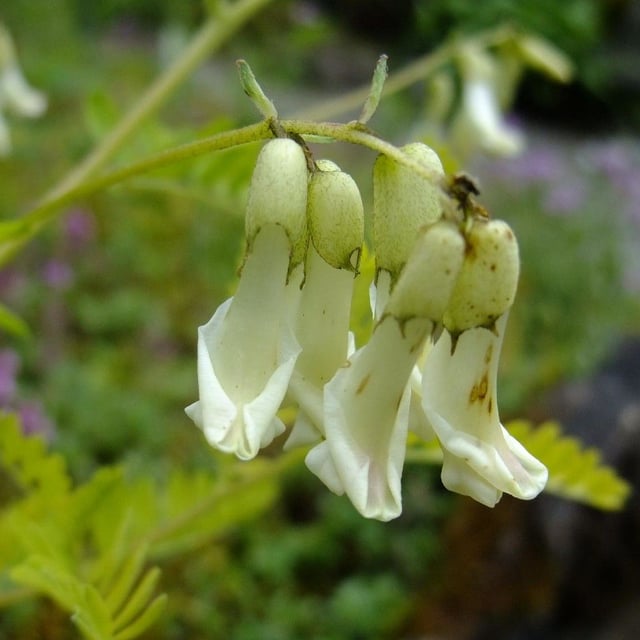 Membranous milk-vetch