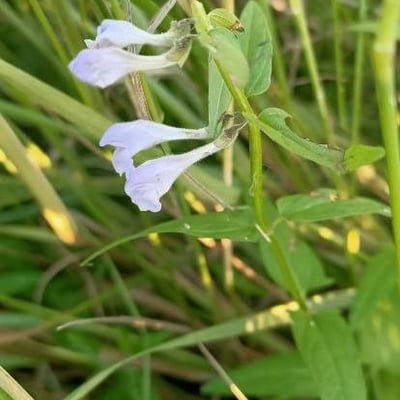 Scutellaria minor — flower