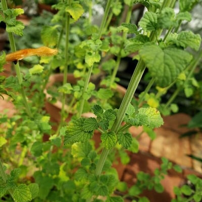 Leonotis ocymifolia — leaf