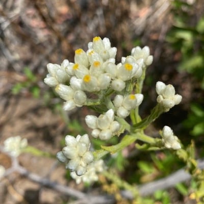Pseudognaphalium californicum — flower