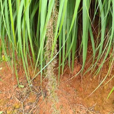 Cymbopogon nardus — flower